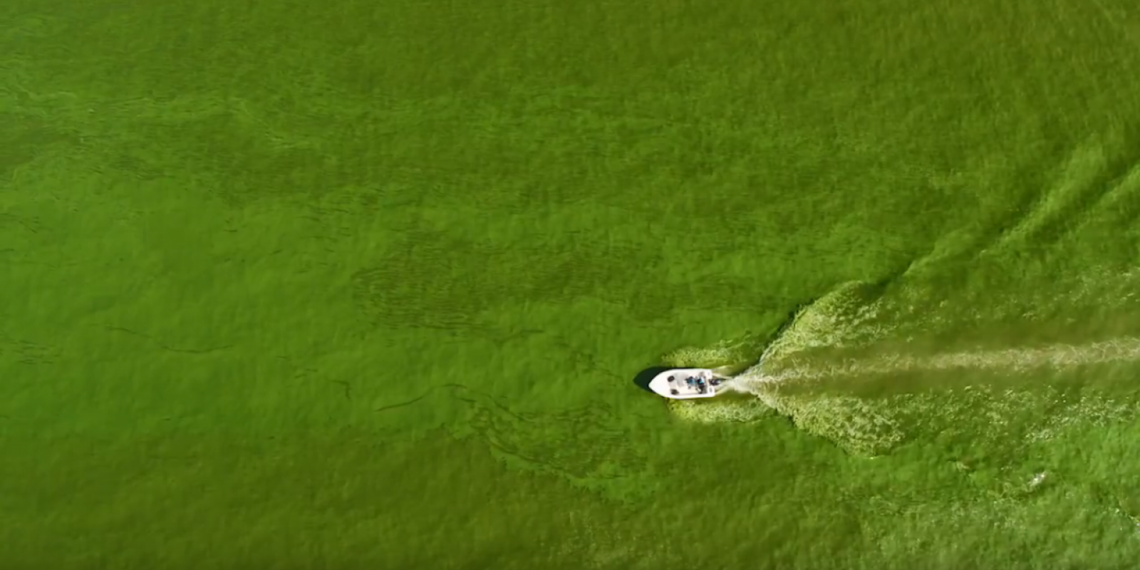 ScottsMiracle-Gro boat in the lake with algae bloom