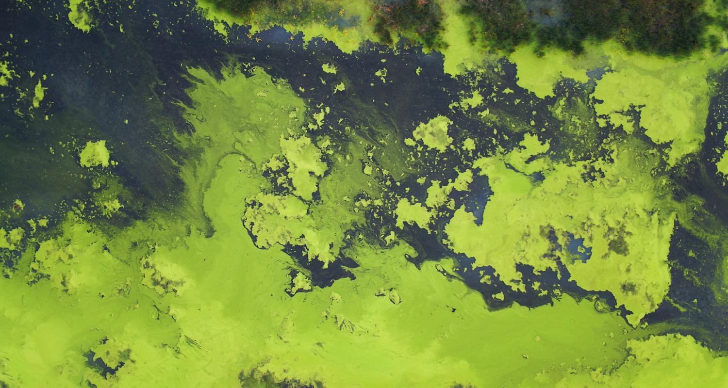 ScottsMiracle-Gro algae bloom in the lake