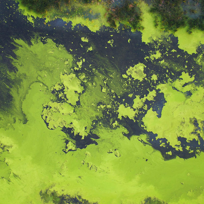 ScottsMiracle-Gro algae bloom in the lake